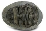 Insane, Spiny, Undescribed Scabrella Trilobite - Morocco #328620-2